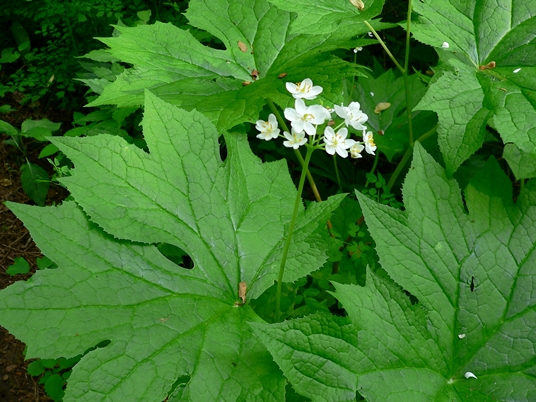 {Diphylleia cymosa}